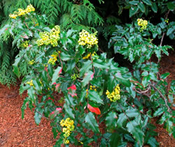 Oregon grape