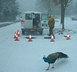 Flow Monitoring at the Zoo