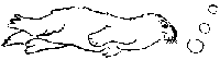 Otter