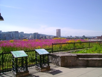 Multnomah County Ecoroof from the patio