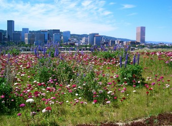Multnomah County Ecoroof in bloom
