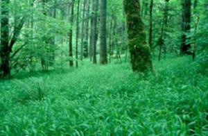 false brome