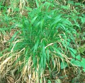 false brome