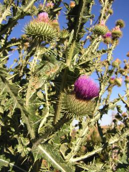 Scotch thistle