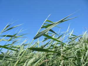 common reed