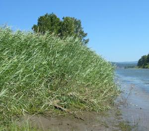 common reed