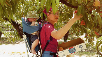 picking fruit