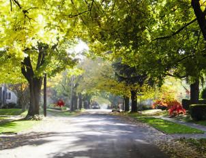 Trees