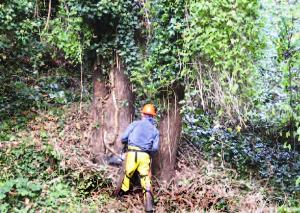 Invasives Removal