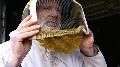 beekeeper