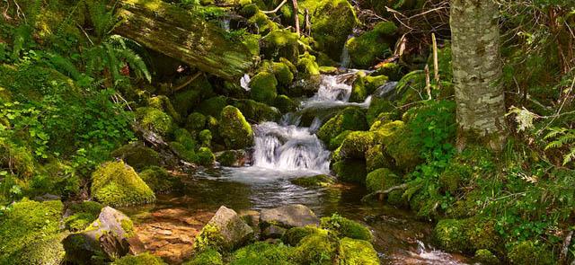 Bull Run springs copyright Roman Johnston