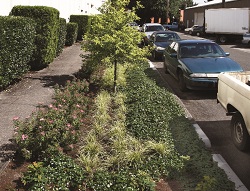 green street in planting strip