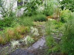 rain garden