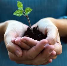 seedling cupped in two hands