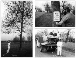 Urban Forestry 1970s