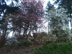 Magnoilas
