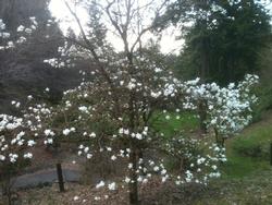magnolia