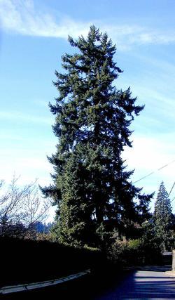 Native Heritage Tree #148 Pseudotsuga menziesii