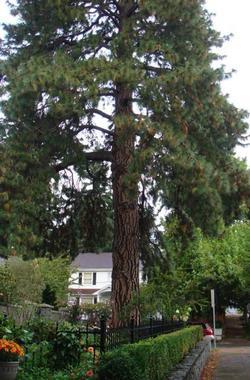Heritage Tree #285