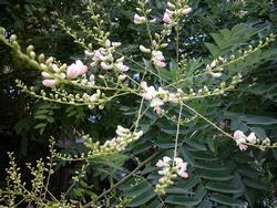 Styphnolobium Japonica Heritage Trees By Species The City Of