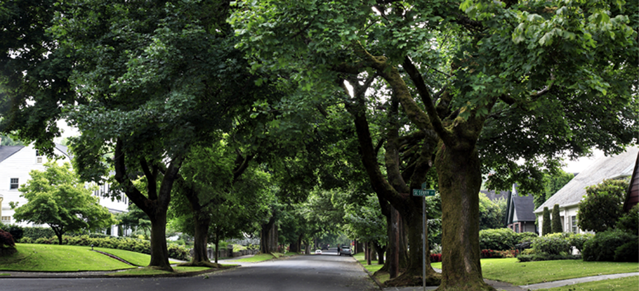 The City of Portland Trees: A History You Won't Forget.